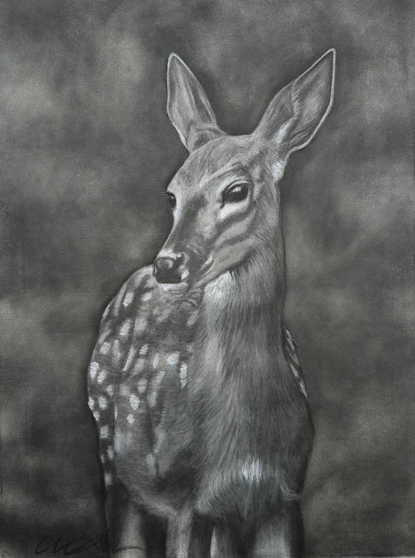 Original Deer Charcoal Drawing