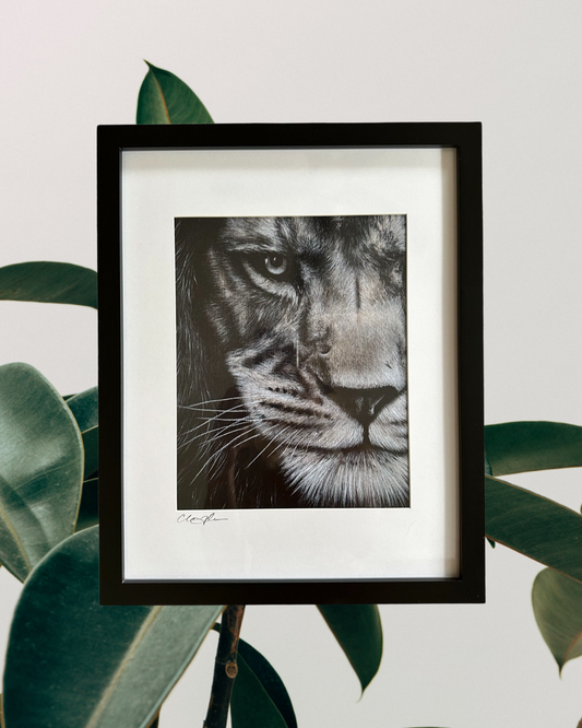 Framed Limited Edition Lion Print