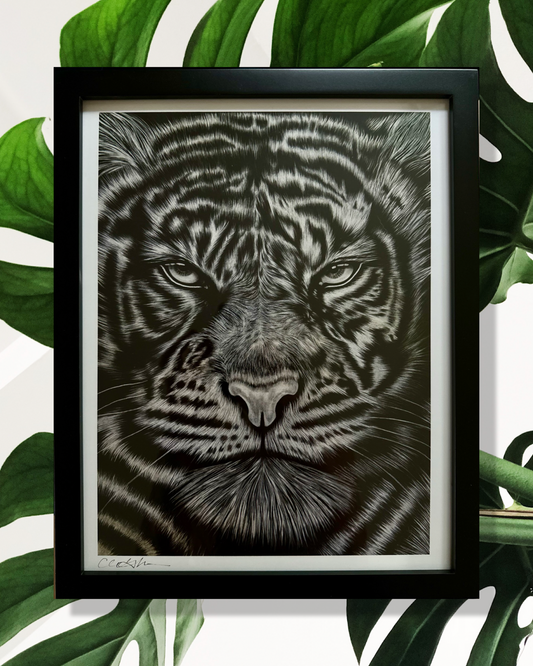 Framed Limited Edition Tiger Print