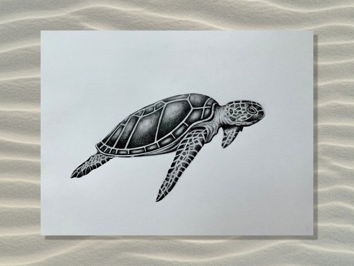 Original Sea Turtle Charcoal Drawing