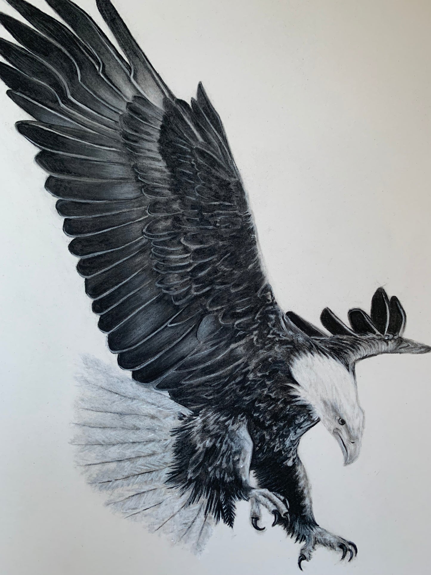 Original Eagle Charcoal Drawing